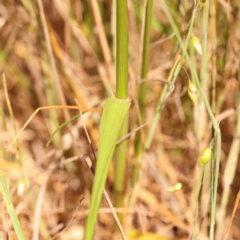 Festuca arundinacea at O'Connor, ACT - 22 Oct 2023