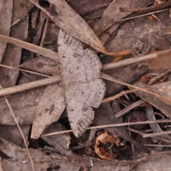 Taxeotis intextata (Looper Moth, Grey Taxeotis) at O'Connor, ACT - 22 Oct 2023 by ConBoekel