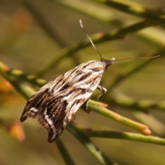 Tortricopsis aulacois (A Concealer moth) at Dryandra St Woodland - 21 Oct 2023 by ConBoekel