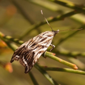 Tortricopsis aulacois at O'Connor, ACT - 22 Oct 2023