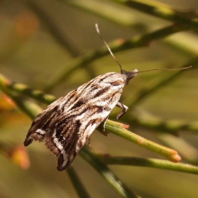 Tortricopsis aulacois (A Concealer moth) at O'Connor, ACT - 21 Oct 2023 by ConBoekel