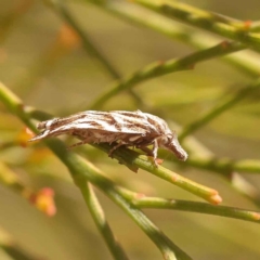 Tortricopsis aulacois at O'Connor, ACT - 22 Oct 2023