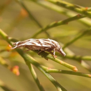 Tortricopsis aulacois at O'Connor, ACT - 22 Oct 2023