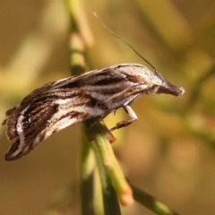 Tortricopsis aulacois at O'Connor, ACT - 22 Oct 2023