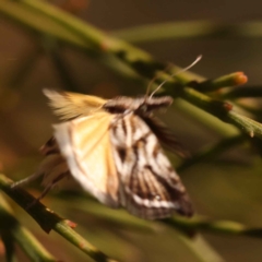 Tortricopsis aulacois at O'Connor, ACT - 22 Oct 2023