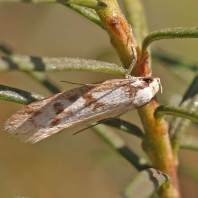Eusemocosma pruinosa (Philobota Group Concealer Moth) at Dryandra St Woodland - 21 Oct 2023 by ConBoekel