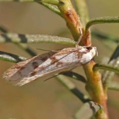 Eusemocosma pruinosa (Philobota Group Concealer Moth) at O'Connor, ACT - 21 Oct 2023 by ConBoekel