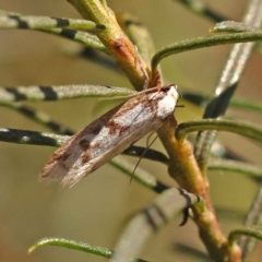 Eusemocosma pruinosa at O'Connor, ACT - 22 Oct 2023