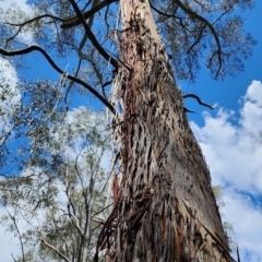 Eucalyptus viminalis subsp. viminalis (Manna Gum) at Namadgi National Park - 2 Nov 2023 by Steve818