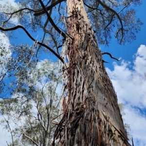 Eucalyptus viminalis subsp. viminalis at Cotter River, ACT - 2 Nov 2023