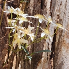 Clematis aristata (Mountain Clematis) at Cotter River, ACT - 2 Nov 2023 by Steve818