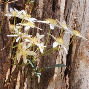 Clematis aristata at Cotter River, ACT - 2 Nov 2023