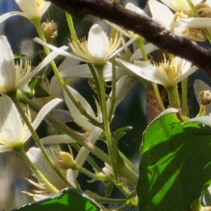 Clematis aristata at Cotter River, ACT - 2 Nov 2023 01:29 PM