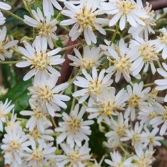 Olearia lirata (Snowy Daisybush) at Namadgi National Park - 2 Nov 2023 by Steve818