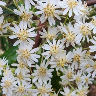 Olearia lirata (Snowy Daisybush) at Cotter River, ACT - 2 Nov 2023 by Steve818