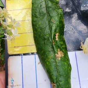 Olearia lirata at Cotter River, ACT - 2 Nov 2023