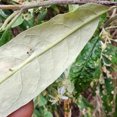 Olearia lirata at Cotter River, ACT - 2 Nov 2023