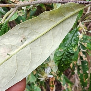 Olearia lirata at Cotter River, ACT - 2 Nov 2023