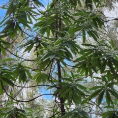 Bedfordia arborescens (Blanket Bush) at Namadgi National Park - 2 Nov 2023 by Steve818