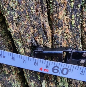 Eucalyptus fastigata at Namadgi National Park - 2 Nov 2023