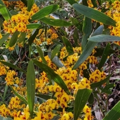 Daviesia mimosoides subsp. mimosoides at Cotter River, ACT - 2 Nov 2023 by Steve818