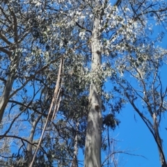 Eucalyptus dalrympleana subsp. dalrympleana at Cotter River, ACT - 2 Nov 2023