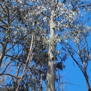 Eucalyptus dalrympleana subsp. dalrympleana at Cotter River, ACT - 2 Nov 2023