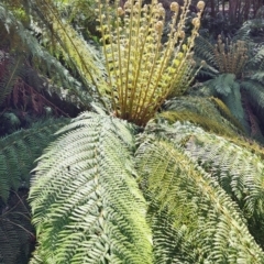 Dicksonia antarctica (Soft Treefern) at Namadgi National Park - 2 Nov 2023 by Steve818