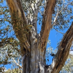 Eucalyptus pauciflora subsp. pauciflora at Cotter River, ACT - 2 Nov 2023