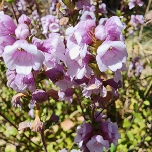 Euphrasia collina subsp. paludosa at Cotter River, ACT - 2 Nov 2023