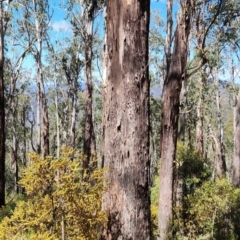 Eucalyptus delegatensis subsp. delegatensis at Cotter River, ACT - 2 Nov 2023