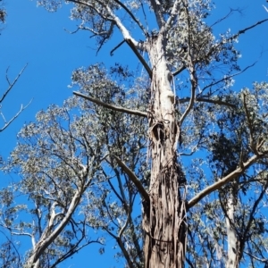 Eucalyptus delegatensis subsp. delegatensis at Cotter River, ACT - 2 Nov 2023