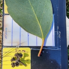 Eucalyptus camphora subsp. humeana (Mountain Swamp Gum) at Uriarra Village, ACT - 1 Nov 2023 by Steve818