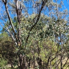 Eucalyptus camphora subsp. humeana at Uriarra Village, ACT - 2 Nov 2023