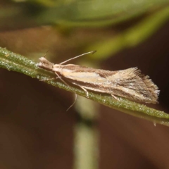 Thema macroscia (A concealer moth) at Dryandra St Woodland - 21 Oct 2023 by ConBoekel