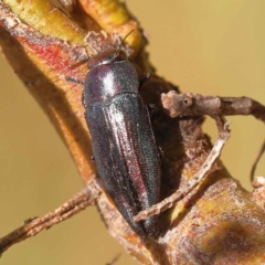 Melobasis sordida (A Melobasis jewel beetle) at Dryandra St Woodland - 21 Oct 2023 by ConBoekel