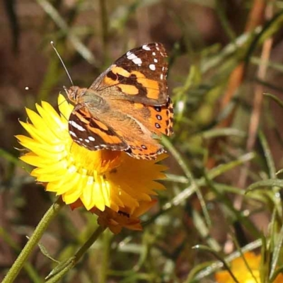 Vanessa kershawi (Australian Painted Lady) at O'Connor, ACT - 22 Oct 2023 by ConBoekel