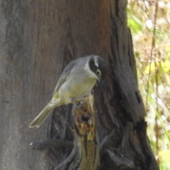 Melithreptus brevirostris (Brown-headed Honeyeater) at Tuggeranong, ACT - 1 Nov 2023 by HelenCross