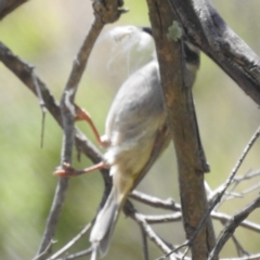 Melithreptus brevirostris at Tuggeranong, ACT - 1 Nov 2023