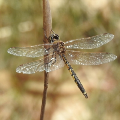 Hemicordulia tau (Tau Emerald) at Lions Youth Haven - Westwood Farm A.C.T. - 1 Nov 2023 by HelenCross