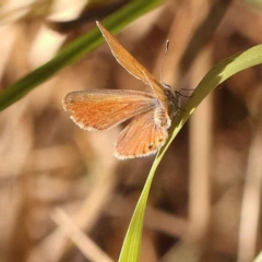 Nacaduba biocellata (Two-spotted Line-Blue) at O'Connor, ACT - 22 Oct 2023 by ConBoekel