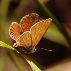 Nacaduba biocellata at O'Connor, ACT - 22 Oct 2023 11:18 AM