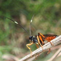 Ichneumonidae (family) (Unidentified ichneumon wasp) at Lions Youth Haven - Westwood Farm - 1 Nov 2023 by HelenCross