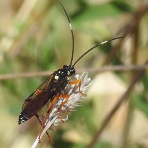 Ichneumonidae (family) at Lions Youth Haven - Westwood Farm A.C.T. - 1 Nov 2023 12:40 PM