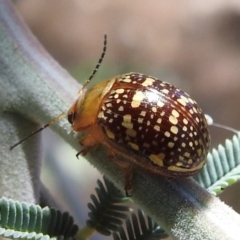 Paropsis pictipennis (Tea-tree button beetle) at Lions Youth Haven - Westwood Farm - 1 Nov 2023 by HelenCross
