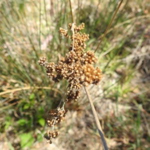 Juncus australis at Tuggeranong, ACT - 1 Nov 2023 12:52 PM