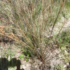 Juncus australis at Tuggeranong, ACT - 1 Nov 2023 12:52 PM