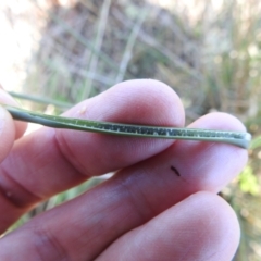 Juncus australis at Tuggeranong, ACT - 1 Nov 2023 12:52 PM