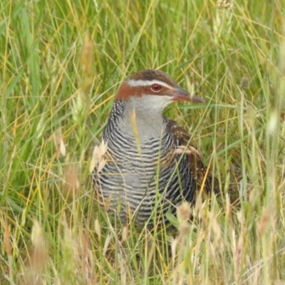 Gallirallus philippensis (Buff-banded Rail) at Molonglo Valley, ACT - 1 Nov 2023 by HelenCross