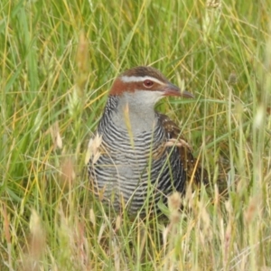 Gallirallus philippensis at Molonglo Valley, ACT - 1 Nov 2023